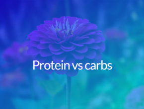 Protein vs carbs