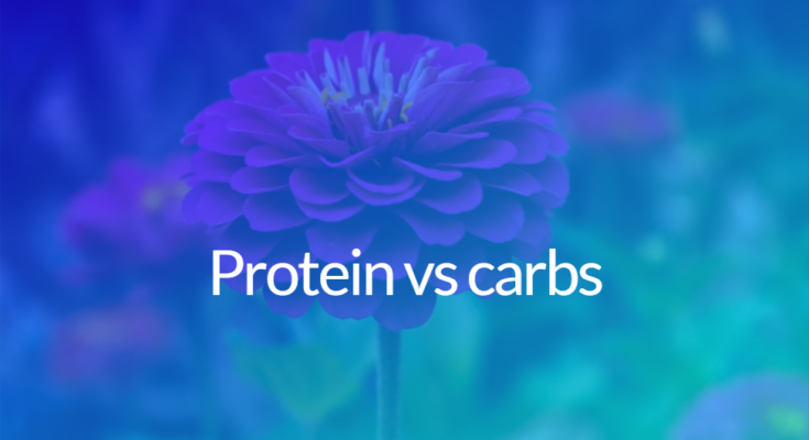 Protein vs carbs